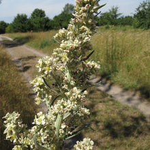 Lade das Bild in den Galerie-Viewer, Mehlige Königskerze (Verbascum lychnitis)