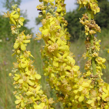 Lade das Bild in den Galerie-Viewer, Mehlige Königskerze (Verbascum lychnitis)