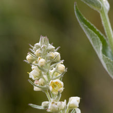 Lade das Bild in den Galerie-Viewer, Mehlige Königskerze (Verbascum lychnitis)