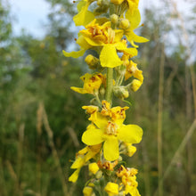 Lade das Bild in den Galerie-Viewer, Mehlige Königskerze (Verbascum lychnitis)
