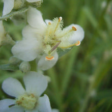 Lade das Bild in den Galerie-Viewer, Mehlige Königskerze (Verbascum lychnitis)