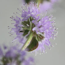Lade das Bild in den Galerie-Viewer, Polei-Minze (Mentha pulegium)