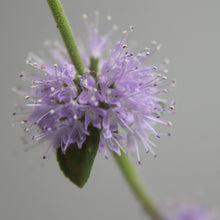 Lade das Bild in den Galerie-Viewer, Polei-Minze (Mentha pulegium)
