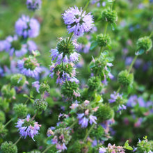 Lade das Bild in den Galerie-Viewer, Polei-Minze (Mentha pulegium)