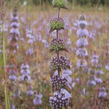 Lade das Bild in den Galerie-Viewer, Polei-Minze (Mentha pulegium)