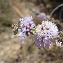 Lade das Bild in den Galerie-Viewer, Polei-Minze (Mentha pulegium)
