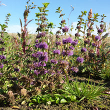 Lade das Bild in den Galerie-Viewer, Polei-Minze (Mentha pulegium)