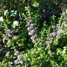 Lade das Bild in den Galerie-Viewer, Polei-Minze (Mentha pulegium)