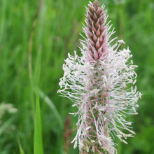 Lade das Bild in den Galerie-Viewer, Mittlerer Wegerich (Plantago media)