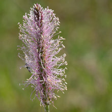 Lade das Bild in den Galerie-Viewer, Mittlerer Wegerich (Plantago media)