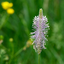 Lade das Bild in den Galerie-Viewer, Mittlerer Wegerich (Plantago media)
