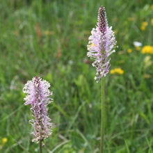 Lade das Bild in den Galerie-Viewer, Mittlerer Wegerich (Plantago media)