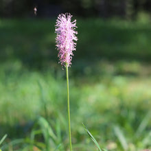 Lade das Bild in den Galerie-Viewer, Mittlerer Wegerich (Plantago media)