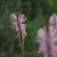 Lade das Bild in den Galerie-Viewer, Mittlerer Wegerich (Plantago media)