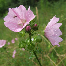 Lade das Bild in den Galerie-Viewer, Moschus Malve (Malva moschata)