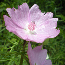 Lade das Bild in den Galerie-Viewer, Moschus Malve (Malva moschata)