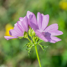 Lade das Bild in den Galerie-Viewer, Moschus Malve (Malva moschata)