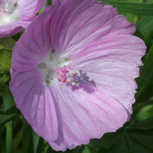 Lade das Bild in den Galerie-Viewer, Moschus Malve (Malva moschata)