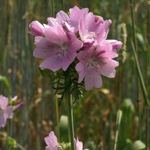 Lade das Bild in den Galerie-Viewer, Moschus Malve (Malva moschata)