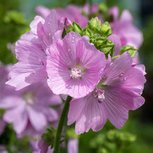 Lade das Bild in den Galerie-Viewer, Moschus Malve (Malva moschata)