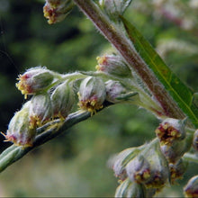 Lade das Bild in den Galerie-Viewer, Beifuss (Artemisia vulgaris)