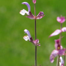 Lade das Bild in den Galerie-Viewer, Muskatellersalbei Salvia sclarea