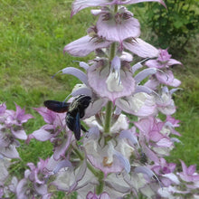 Lade das Bild in den Galerie-Viewer, Muskatellersalbei Salvia sclarea