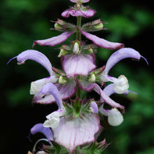 Lade das Bild in den Galerie-Viewer, Muskatellersalbei Salvia sclarea