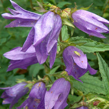 Lade das Bild in den Galerie-Viewer, Nesselblaettrige Glockenblume (Campanula trachelium)