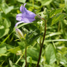 Lade das Bild in den Galerie-Viewer, Nesselblaettrige Glockenblume (Campanula trachelium)