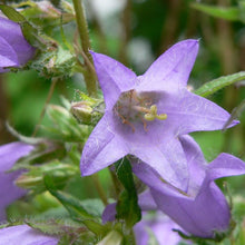 Lade das Bild in den Galerie-Viewer, Nesselblaettrige Glockenblume (Campanula trachelium)