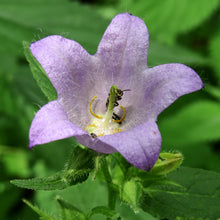 Lade das Bild in den Galerie-Viewer, Nesselblättrige Glockenblume (Campanula trachelium)