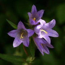 Lade das Bild in den Galerie-Viewer, Nesselblättrige Glockenblume - FuturePlanter
