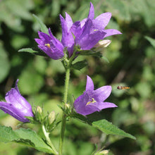 Lade das Bild in den Galerie-Viewer, Nesselblättrige Glockenblume - FuturePlanter