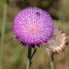Lade das Bild in den Galerie-Viewer, Nickende Distel (Carduus nutans)