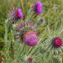 Lade das Bild in den Galerie-Viewer, Nickende Distel (Carduus nutans)