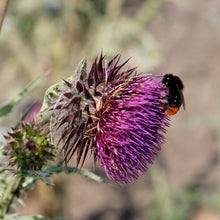Lade das Bild in den Galerie-Viewer, Nickende Distel (Carduus nutans)