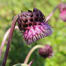 Lade das Bild in den Galerie-Viewer, Nickende Distel (Carduus nutans)