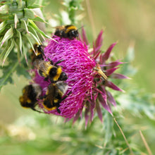 Lade das Bild in den Galerie-Viewer, Nickende Distel (Carduus nutans)