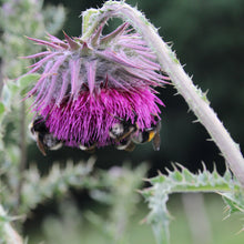 Lade das Bild in den Galerie-Viewer, Nickende Distel (Carduus nutans)