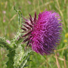 Lade das Bild in den Galerie-Viewer, Nickende Distel (Carduus nutans)