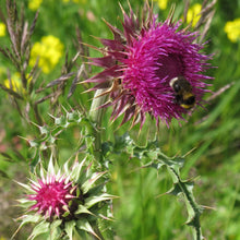 Lade das Bild in den Galerie-Viewer, Nickende Distel (Carduus nutans)
