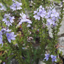 Lade das Bild in den Galerie-Viewer, Niederliegender Ehrenpreis (Veronica prostrata)