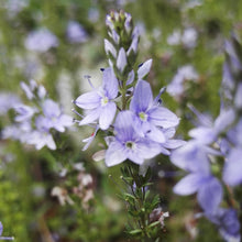 Lade das Bild in den Galerie-Viewer, Niederliegender Ehrenpreis (Veronica prostrata)