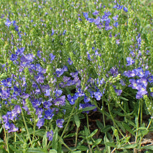 Lade das Bild in den Galerie-Viewer, Niederliegender Ehrenpreis (Veronica prostrata)