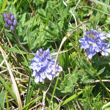 Lade das Bild in den Galerie-Viewer, Niederliegender Ehrenpreis (Veronica prostrata)