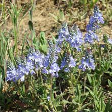 Lade das Bild in den Galerie-Viewer, Niederliegender Ehrenpreis (Veronica prostrata)