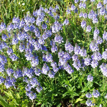 Lade das Bild in den Galerie-Viewer, Niederliegender Ehrenpreis (Veronica prostrata)
