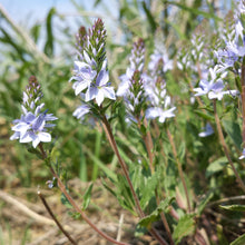 Lade das Bild in den Galerie-Viewer, Niederliegender Ehrenpreis (Veronica prostrata)
