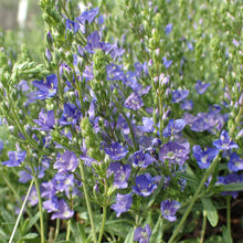 Lade das Bild in den Galerie-Viewer, Niederliegender Ehrenpreis (Veronica prostrata)